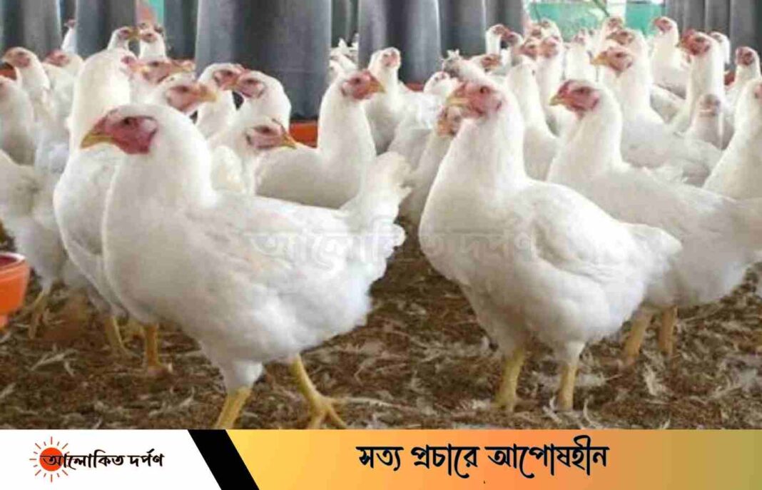 কেজিতে ৪০ টাকা বৃদ্ধি পেয়েছে ব্রয়লার