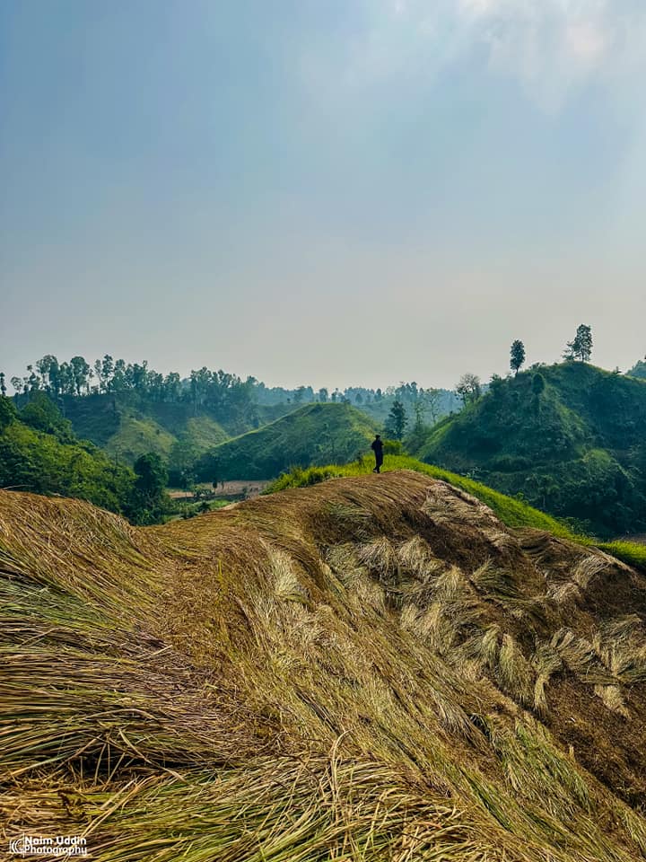 পাহাড়ে ধান নাকি ধানের পাহাড়