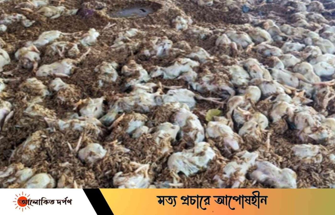 আশুলিয়ায় বৃষ্টির পানিতে ডুবে তিন হাজার মুরগির মৃত্যু আশুলিয়ায় বৃষ্টির পানিতে ডুবে তিন হাজার মুরগির মৃত্যু