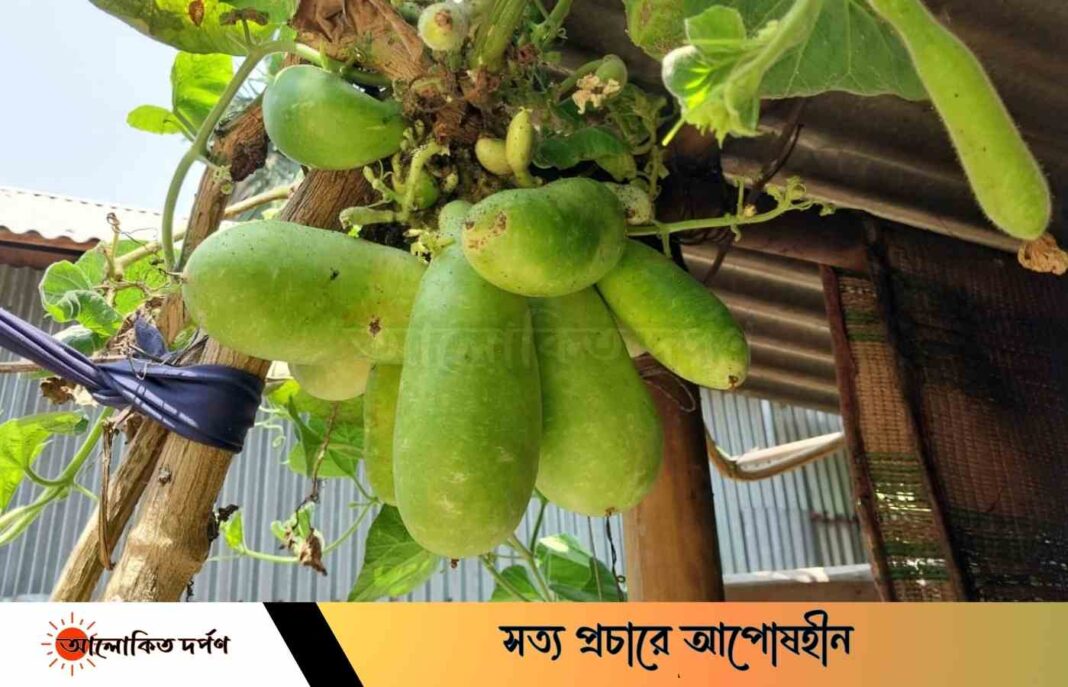 ফুলবাড়ীতে সৃষ্টিকর্তার কুদরতি লাউ গাছের একটি ডগায় ১৮ টি লাউ