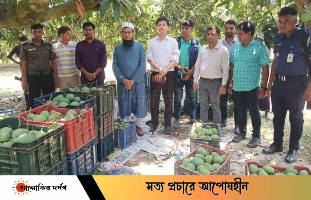 সাতক্ষীরায় অপরিপক্ক আম বাজারজাত করার চেষ্টায় ব্যবসায়ীর জেল সাতক্ষীরায় অপরিপক্ক আম বাজারজাত করার চেষ্টায় ব্যবসায়ীর জেল