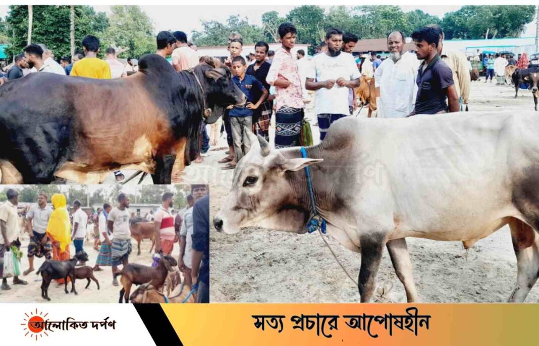 সাতক্ষীরার দেবহাটায় জমে উঠেছে কুরবানির পশুর হাট সাতক্ষীরার দেবহাটায় জমে উঠেছে কুরবানির পশুর হাট