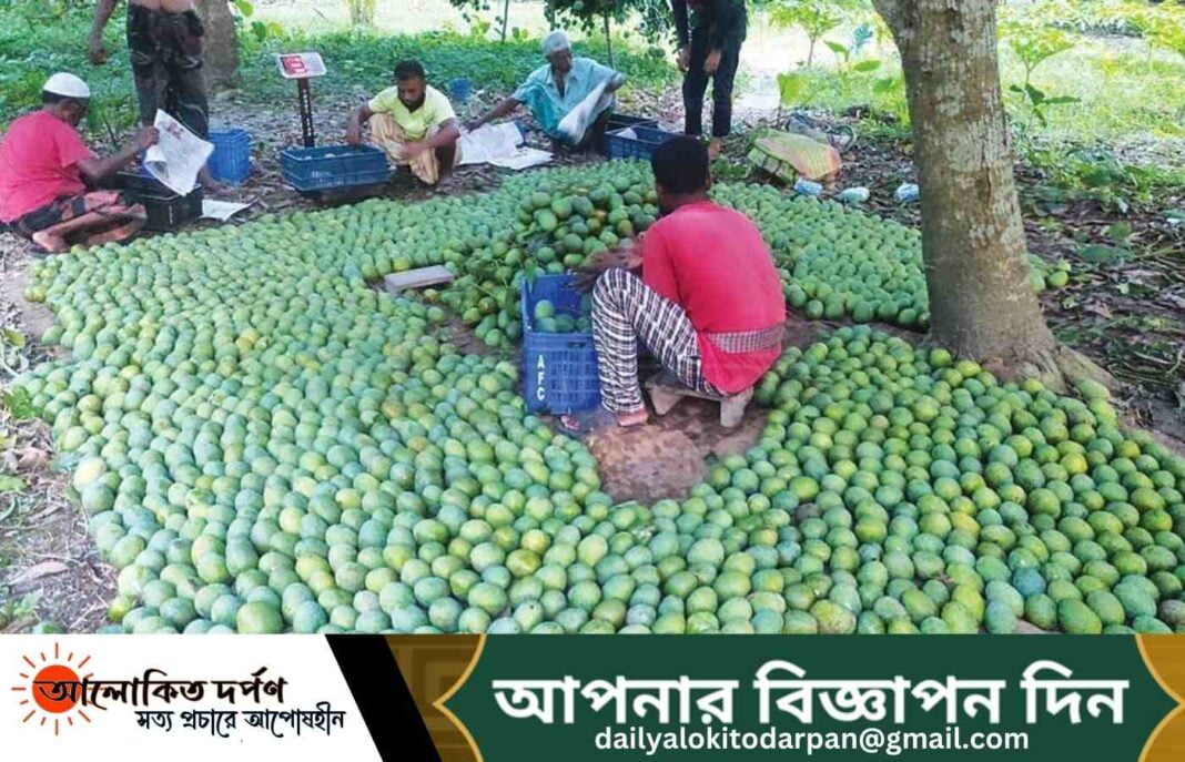 সাতক্ষীরার আম রপ্তানি হচ্ছে ইউরোপে