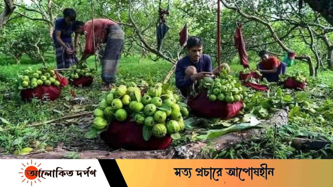 চন্দনাইশের কাঞ্চন পেয়ারা এখন বাজারে, বিক্রি হচ্ছে ৮০-১৭০ টাকায় চন্দনাইশের কাঞ্চন পেয়ারা এখন বাজারে, বিক্রি হচ্ছে ৮০-১৭০ টাকায়