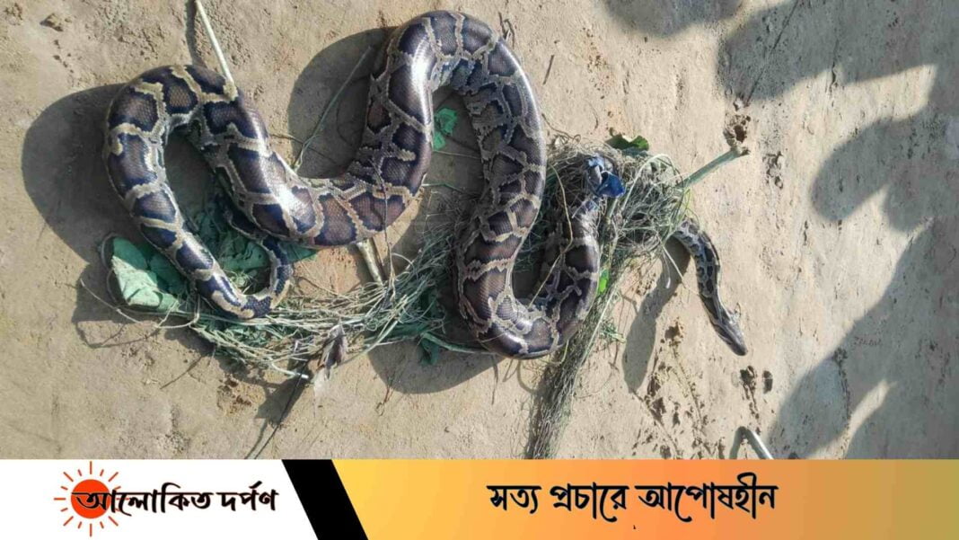 নালিতাবাড়ীতে কৃষকের ক্ষেতের জালে অজগর, বনে অবমুক্ত