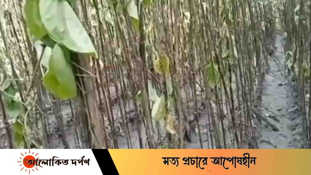 রায়পুরের পান চাষীদের মাথায় হাত