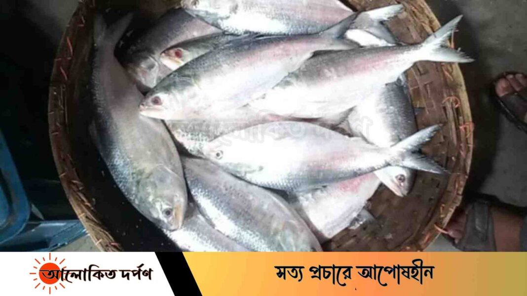 চাঁদপুরে চাহিদার তুলনায় ইলিশ কম, বিক্রি হচ্ছে চড়া দামে