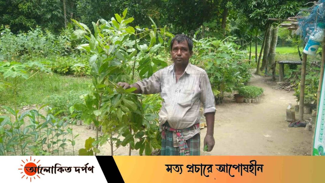ফুলবাড়ীতে  বিরল প্রজাতির কাইজেলিয়া গাছের  চারা উৎপন্ন 