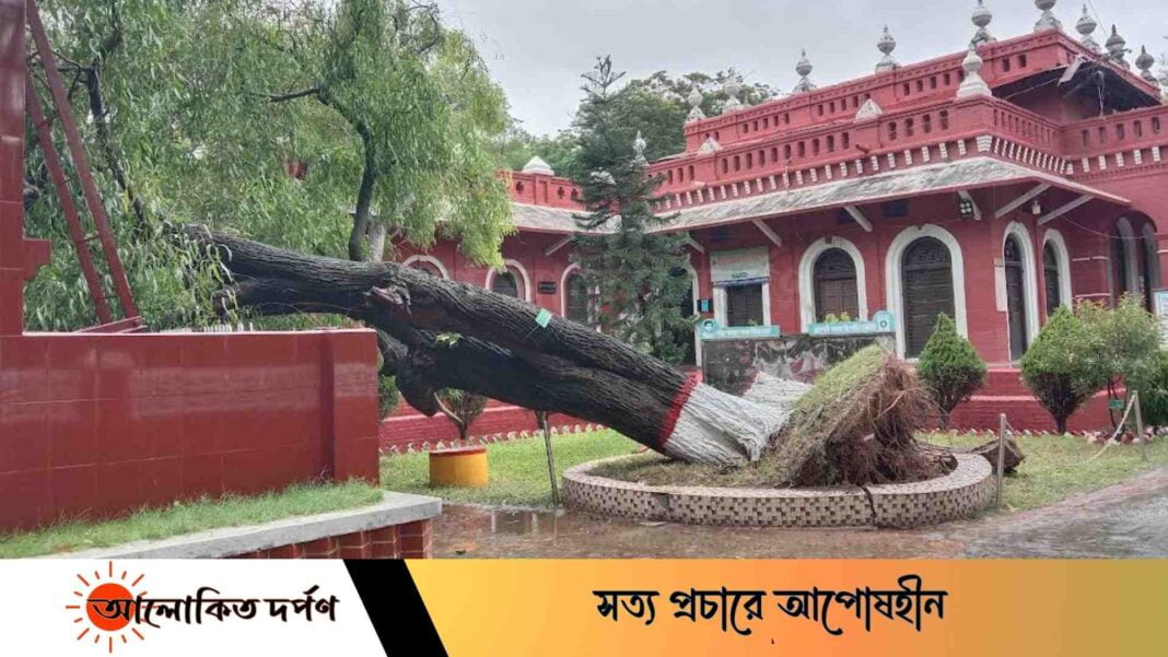 দমকা হাওয়ায় উপরে পড়েছে রাজশাহী কলেজের স্বর্ণকুচি গাছ