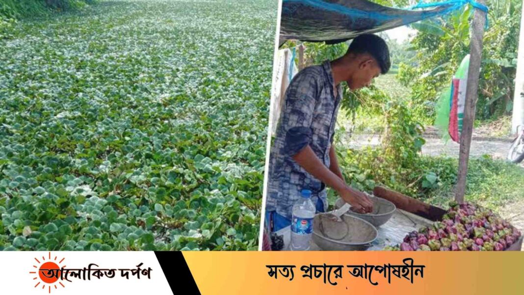 সাতক্ষীরার বাজারে উঠতে শুরু করেছে পানিফল, লাভের আশায় কৃষক সাতক্ষীরার বাজারে উঠতে শুরু করেছে পানিফল, লাভের আশায় কৃষক