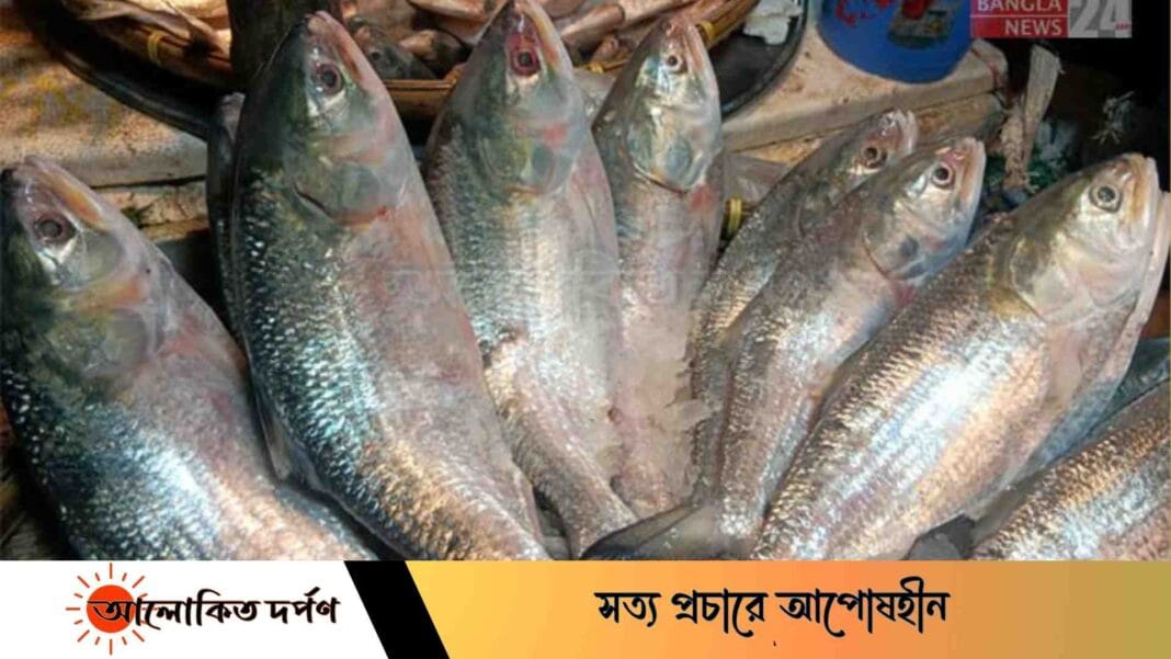 'আংগো ভাগ্যে ইলিশ মাছ নাই, এগান বড় লোকের মাছ'