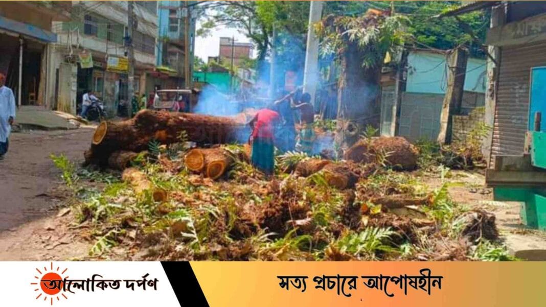 রায়পুরে ডাল কাটার অনুমতি নিয়ে গাছ কেটে সাবাড় রায়পুরে ডাল কাটার অনুমতি নিয়ে গাছ কেটে সাবাড়