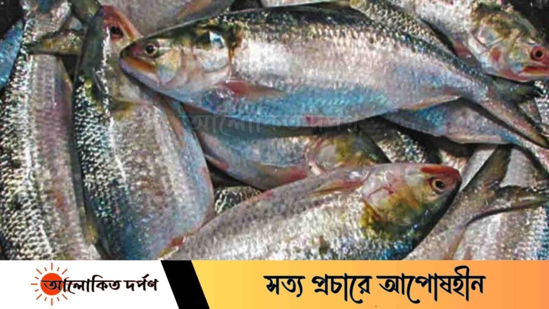 রাজশাহীতে কাটা ইলিশের দ্বিগুণ দাম, ক্রেতাদের হতাশা রাজশাহীতে কাটা ইলিশের দ্বিগুণ দাম, ক্রেতাদের হতাশা