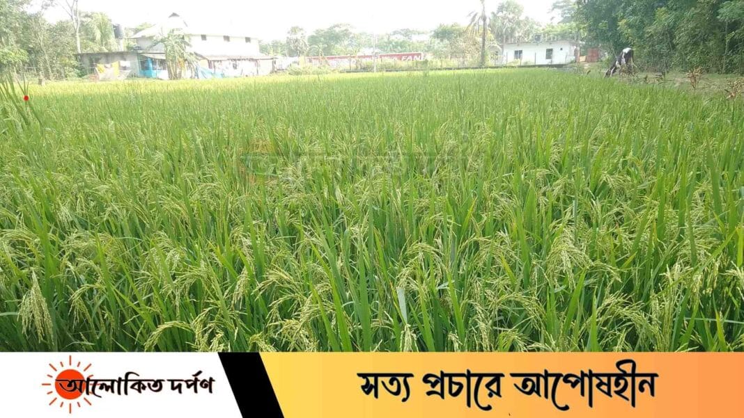 থোকা থেকে ধান পাকার অপেক্ষায়