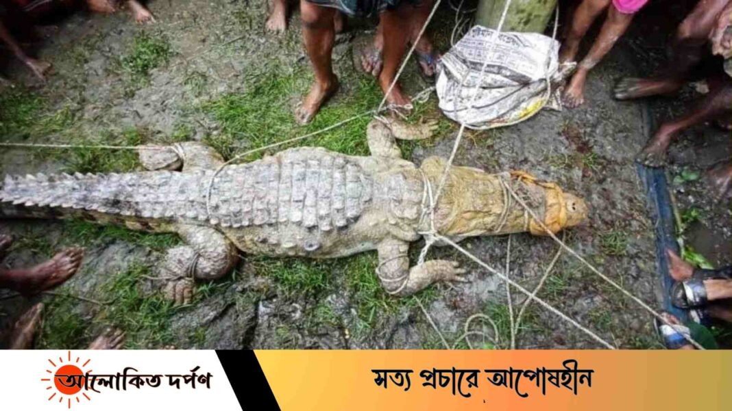 লক্ষ্মীপুরে হাঁস মুরগী খেতে এসে ধরা খেলো কুমির 