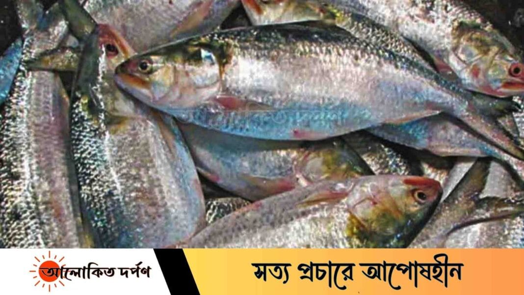 পদ্মার স্রোতে নেই বড় ইলিশ, জাটকাই ভরসা জেলেদের পদ্মার স্রোতে নেই বড় ইলিশ, জাটকাই ভরসা জেলেদের