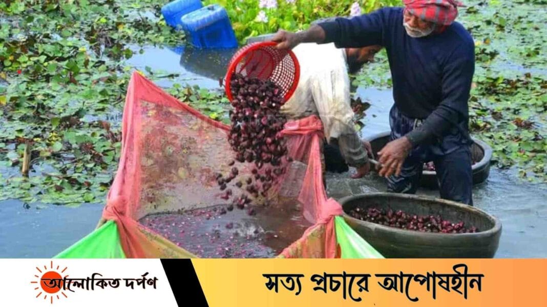 বাজারে উঠতে শুরু করেছে পানিফল, আগাম চাষে লাভবান বগুড়ার কৃষক বাজারে উঠতে শুরু করেছে পানিফল, আগাম চাষে লাভবান বগুড়ার কৃষক