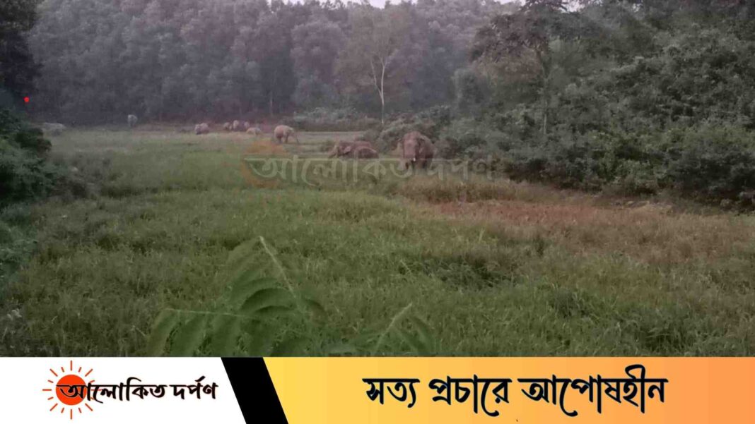 নালিতাবাড়ীতে বন্যহাতির তান্ডবে আমন ফসলের ব্যাপক ক্ষতি নালিতাবাড়ীতে বন্যহাতির তান্ডবে আমন ফসলের ব্যাপক ক্ষতি