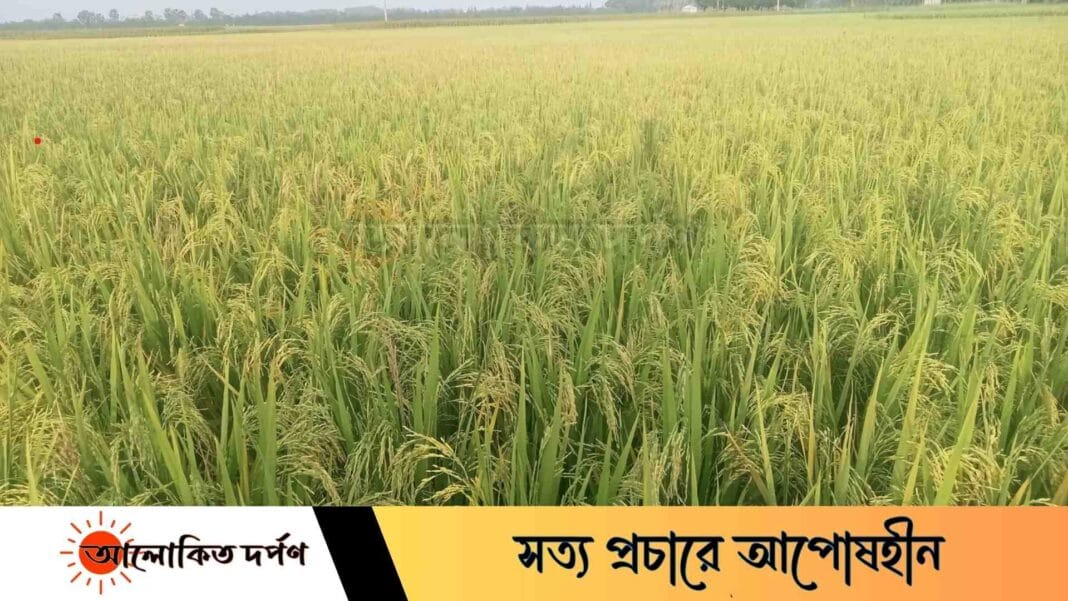 আমন ধানের বাম্পার ফলনে খুশির জোয়ারে ভাসছে কলাপাড়ার কৃষকরা