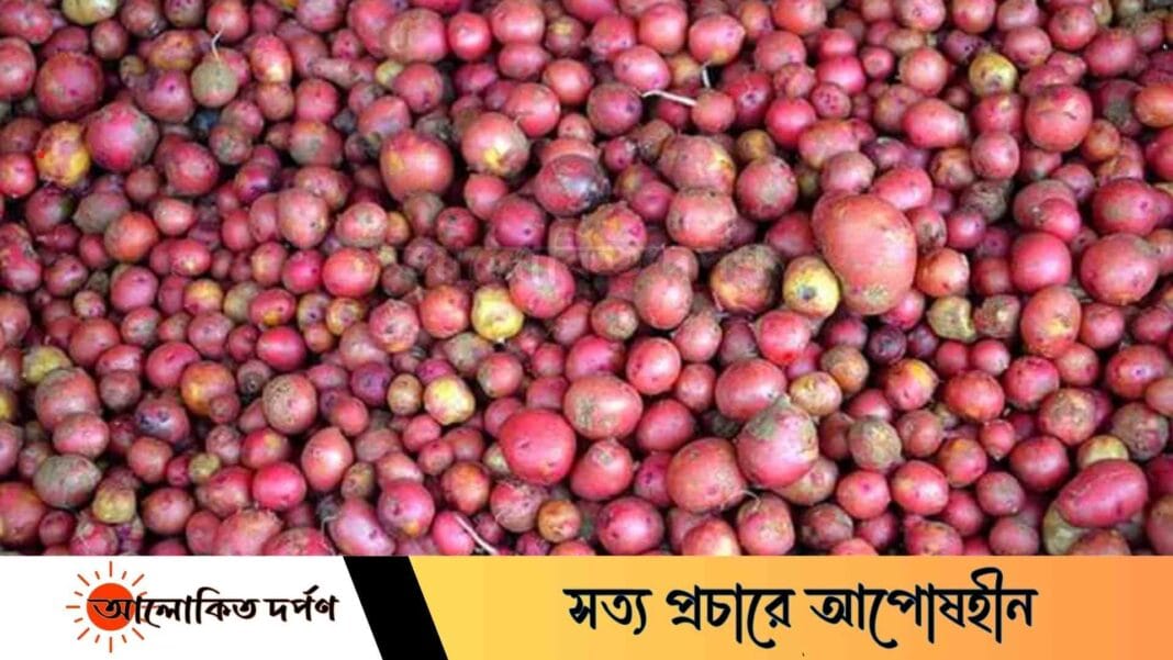 বগুড়ায় নতুন আলুর কেজি ৩০০ টাকা বগুড়ায় নতুন আলুর কেজি ৩০০ টাকা