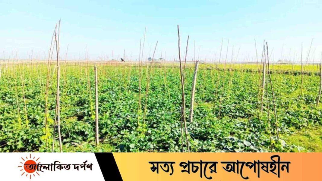 লক্ষ্মীপুরের দুর্গম চরে সবজি বিপ্লব, কৃষকের মুখে হাসি লক্ষ্মীপুরের দুর্গম চরে সবজি বিপ্লব, কৃষকের মুখে হাসি