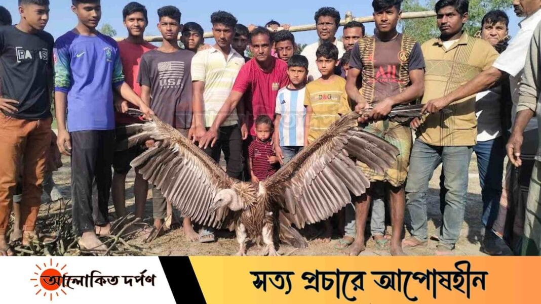ফুলবাড়ীতে বিরল প্রজাতির শকুন উদ্ধার, এলাকাজুড়ে চাঞ্চল্য