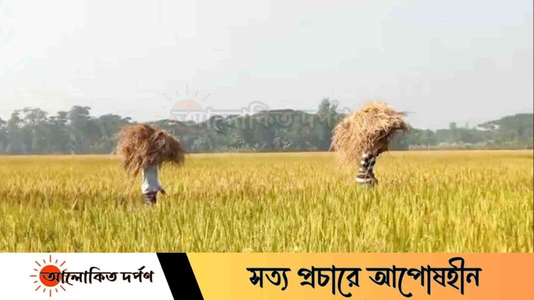 লক্ষ্মীপুরে আমন ধানের উৎপাদনে বিপর্যয়, দুশ্চিন্তায় কৃষকেরা