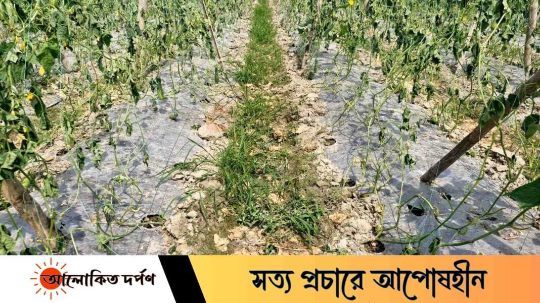 রামগঞ্জে শশার জমিতে রাতের আঁধারে তাণ্ডব, ক্ষতির মুখে কৃষক রামগঞ্জে শশার জমিতে রাতের আঁধারে তাণ্ডব, ক্ষতির মুখে কৃষক