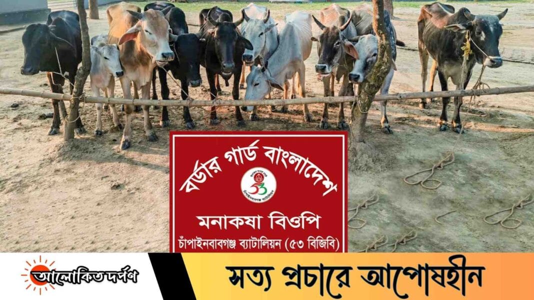 চাঁপাইনবাবগঞ্জে ৫৩ বিজিবির অভিযানে মনাকষা সীমান্ত থেকে ১০ ভারতীয় গরু আটক