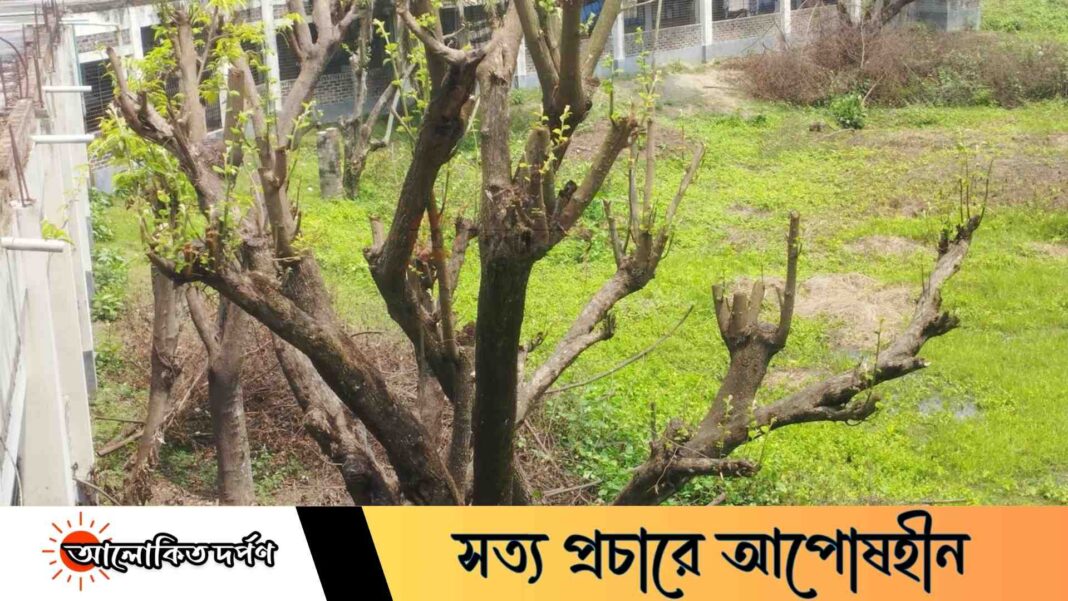 গ্রীষ্মে ছায়া হারিয়ে অতিষ্ঠ শিক্ষার্থীরা, জিয়া হলে ডালপালা ছাঁটাইয়ে ক্ষোভ