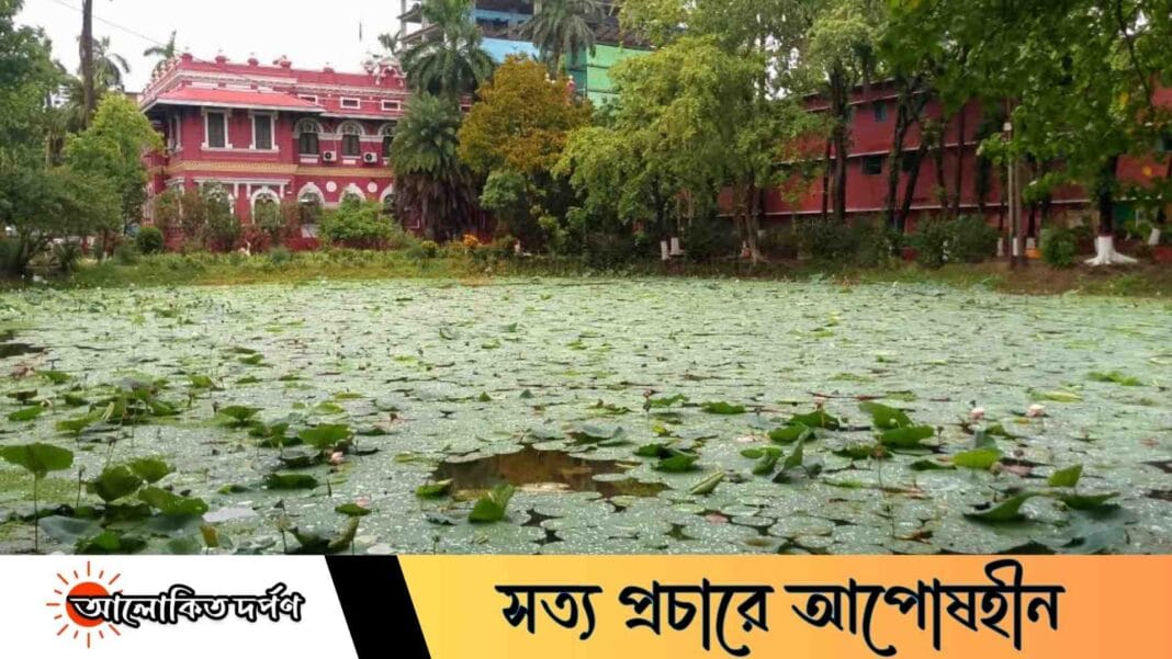 পদ্ম পুকুরে প্রকৃতির হাসি: রাজশাহী কলেজের এক মনোমুগ্ধকর রত্ন