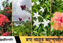 বর্ষায় ফুলের আভায় বিমোহিত কারিগরি প্রশিক্ষণ কেন্দ্র, দাউদকান্দি — সৌন্দর্য আর শিক্ষার অপূর্ব মেলবন্ধন
