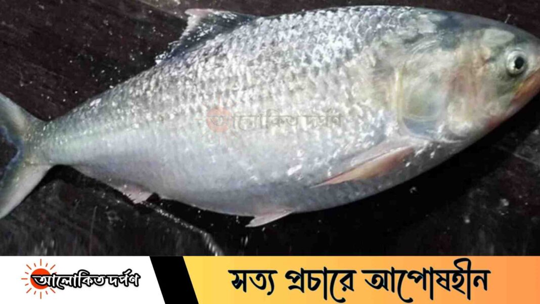 লক্ষ্মীপুরে এক ইলিশ বিক্রি হলো ১০ হাজার টাকায়