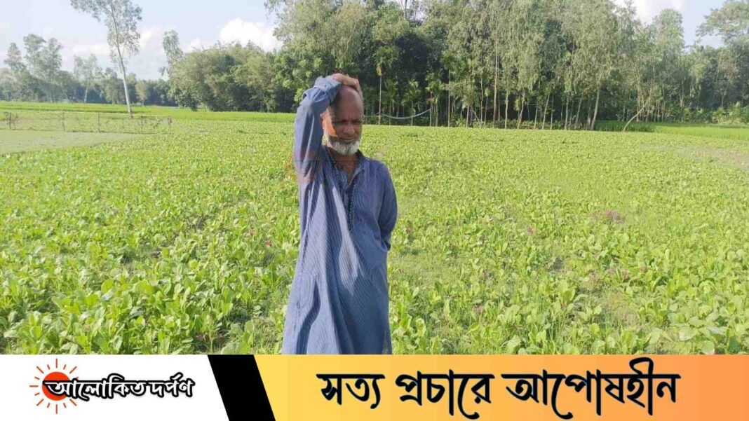 ফুলবাড়ীতে ভারী বৃষ্টিতে সবজি চাষিদের মাথায় হাত