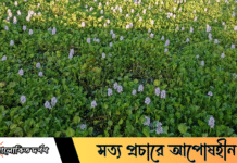 কচুরিপানার মনোমুগ্ধকর ফুলে মুগ্ধ ফুলবাড়ীর মানুষের হৃদয়