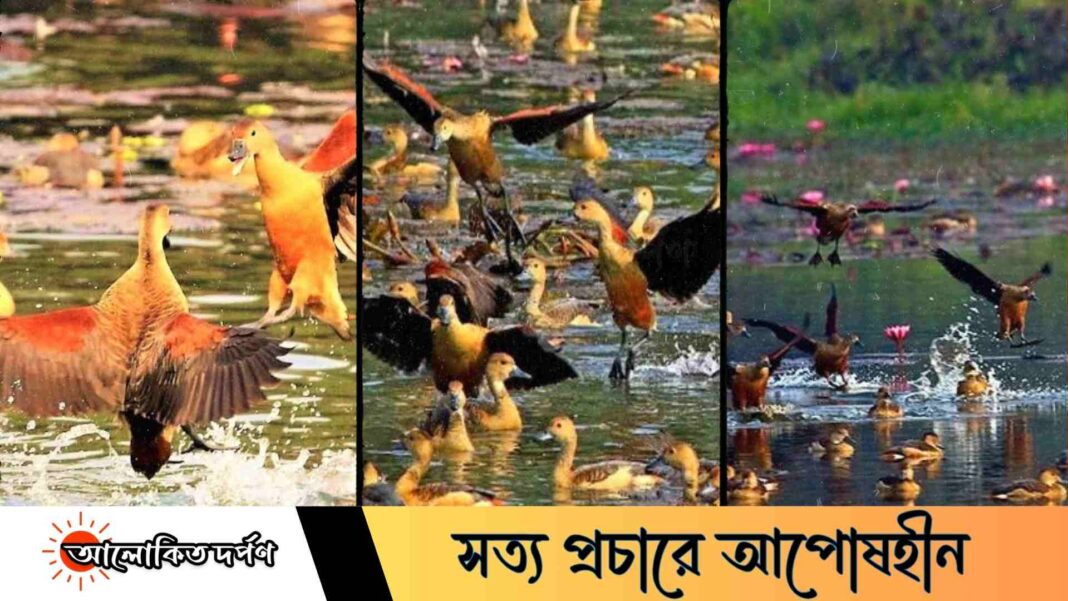 জাহাঙ্গীরনগর বিশ্ববিদ্যালয়ে বিলুপ্তির পথে অতিথি পাখির আগমন জাহাঙ্গীরনগর বিশ্ববিদ্যালয়ে বিলুপ্তির পথে অতিথি পাখির আগমন