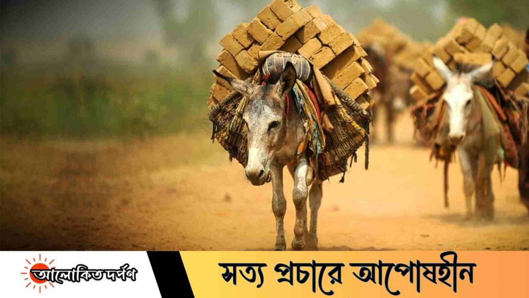 আজ বিশ্ব গাধা দিবস: অবহেলিত পরিশ্রমী প্রাণীর প্রতি ভালোবাসা ও সচেতনতার দিন