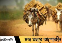 আজ বিশ্ব গাধা দিবস: অবহেলিত পরিশ্রমী প্রাণীর প্রতি ভালোবাসা ও সচেতনতার দিন